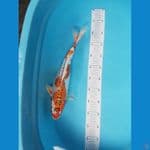 kikoryu jumbo 40 cm