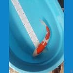 kohaku jumbo 45 cm