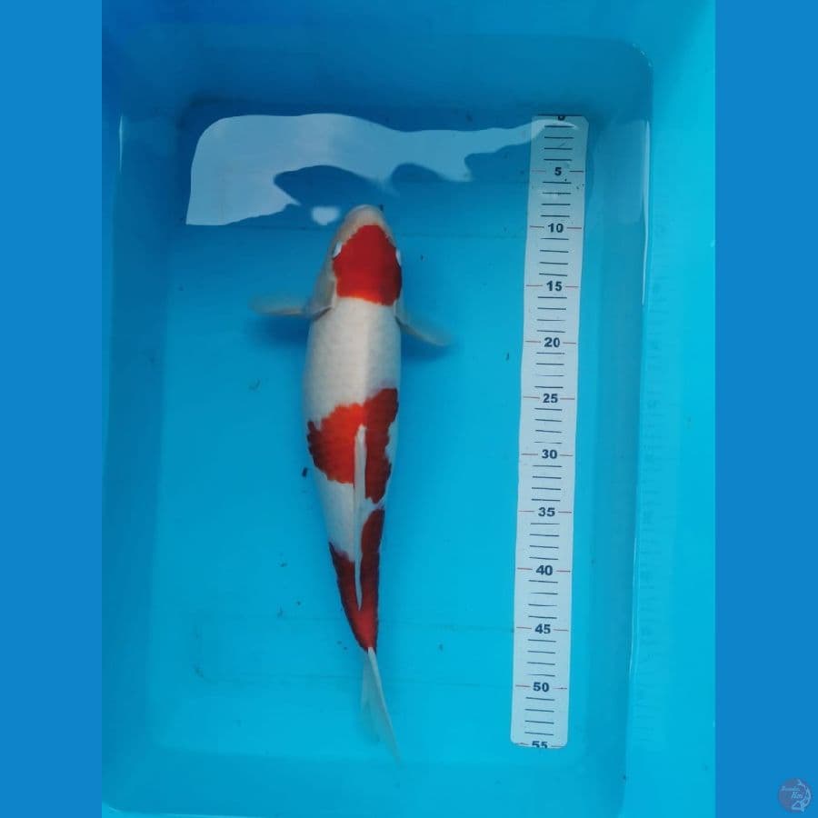 kohaku 45 cm merah strong, skin bersih