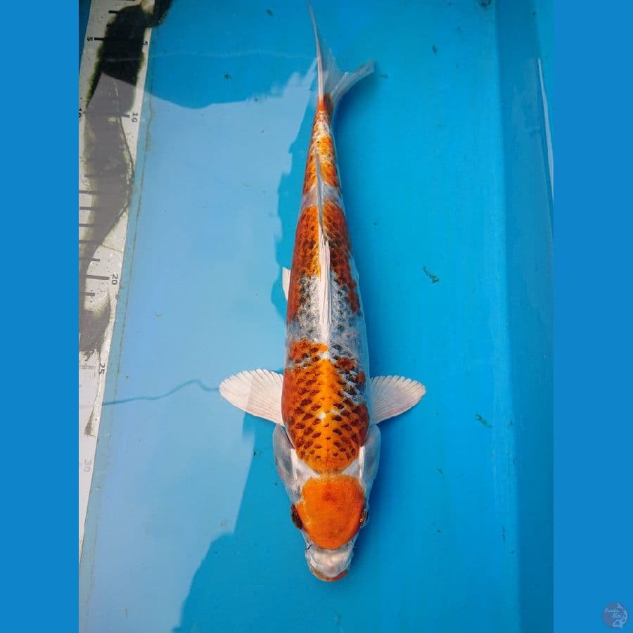 Maruten Kujaku 30 cm