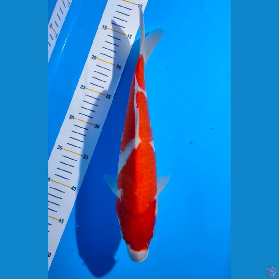 1. Kohaku Strong