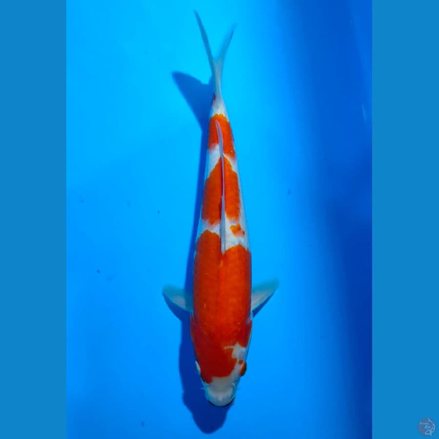 4. Kohaku 3 step