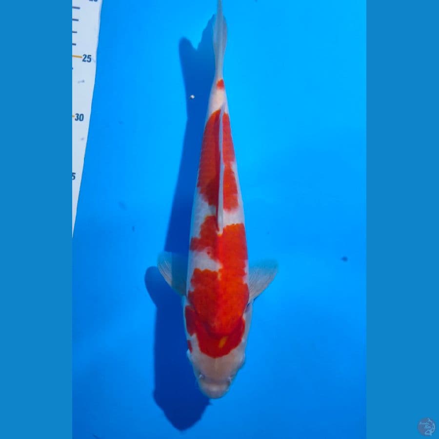 7. Kohaku 2 Step 