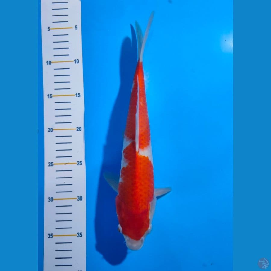 8. Kohaku Inazuma 