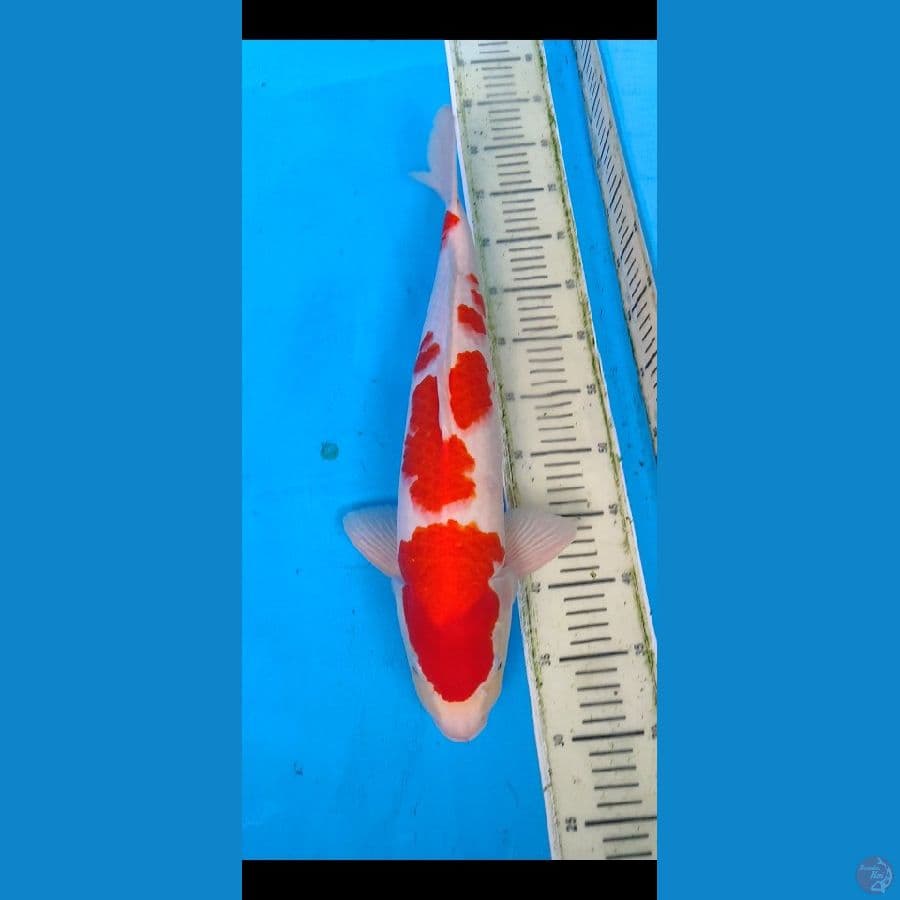 kohaku jumboo.... 50BU