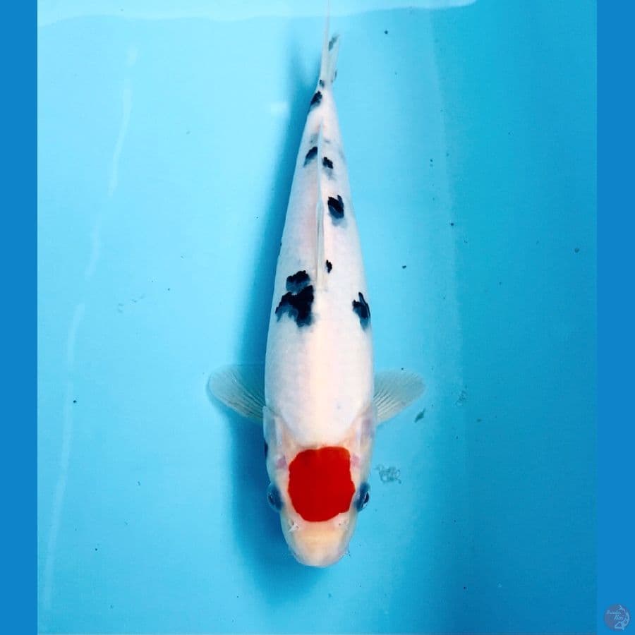 tancho sanke, male 24 cm