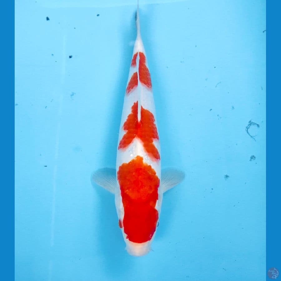 kohaku, male 28 cm