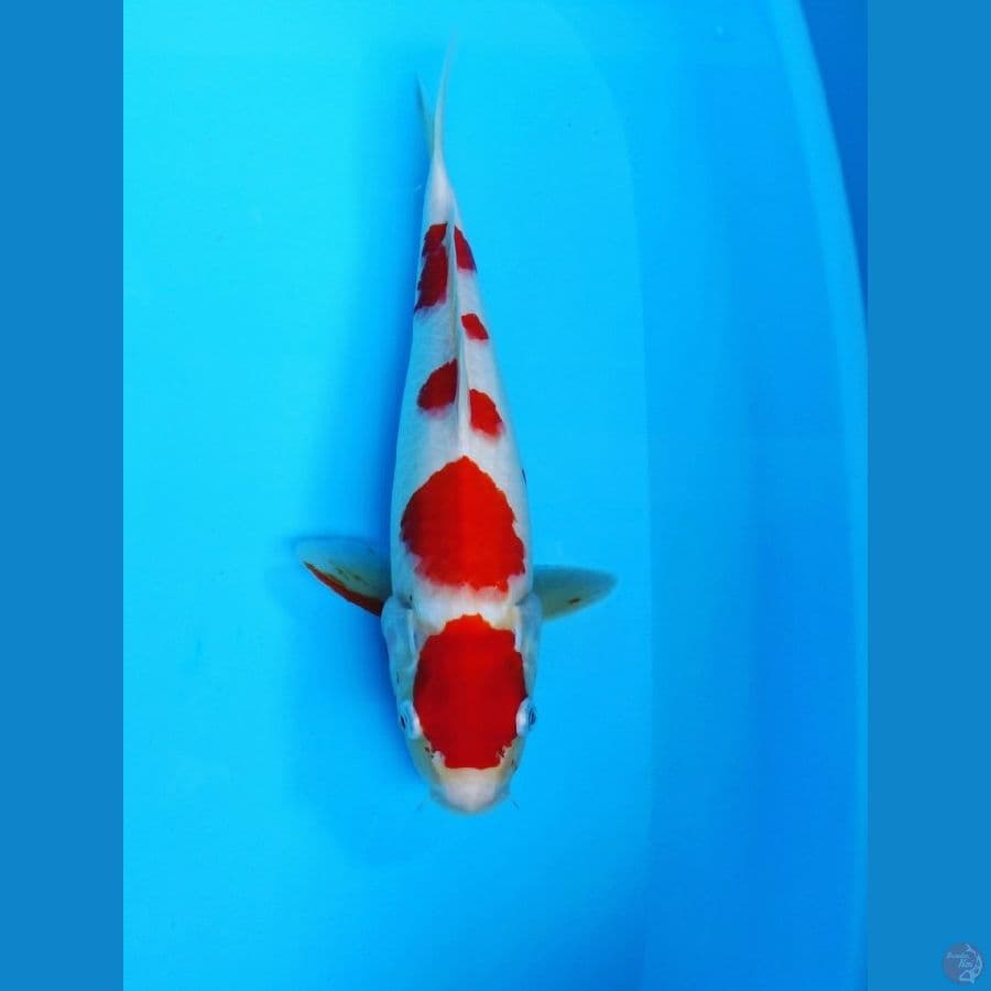 ~Kohaku 35cm~