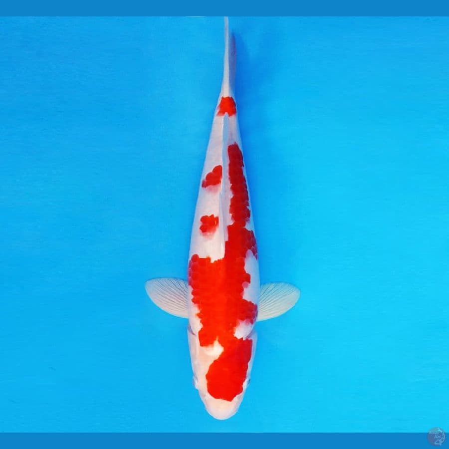 KENZEI 1 ~ KOHAKU 35 cm/male ™