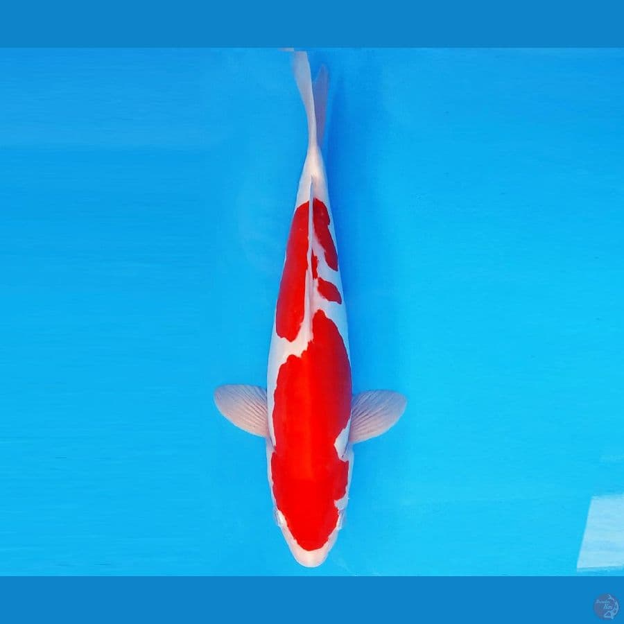 KENZEI 3 ~ KOHAKU DOITSU MURNI 31 cm/male ™