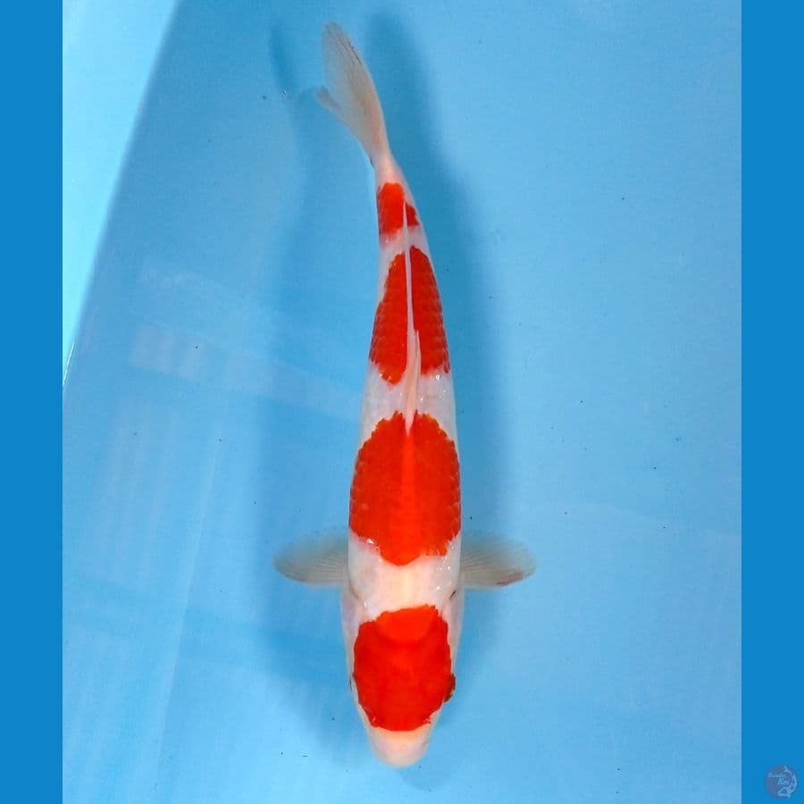 maruten 29cm