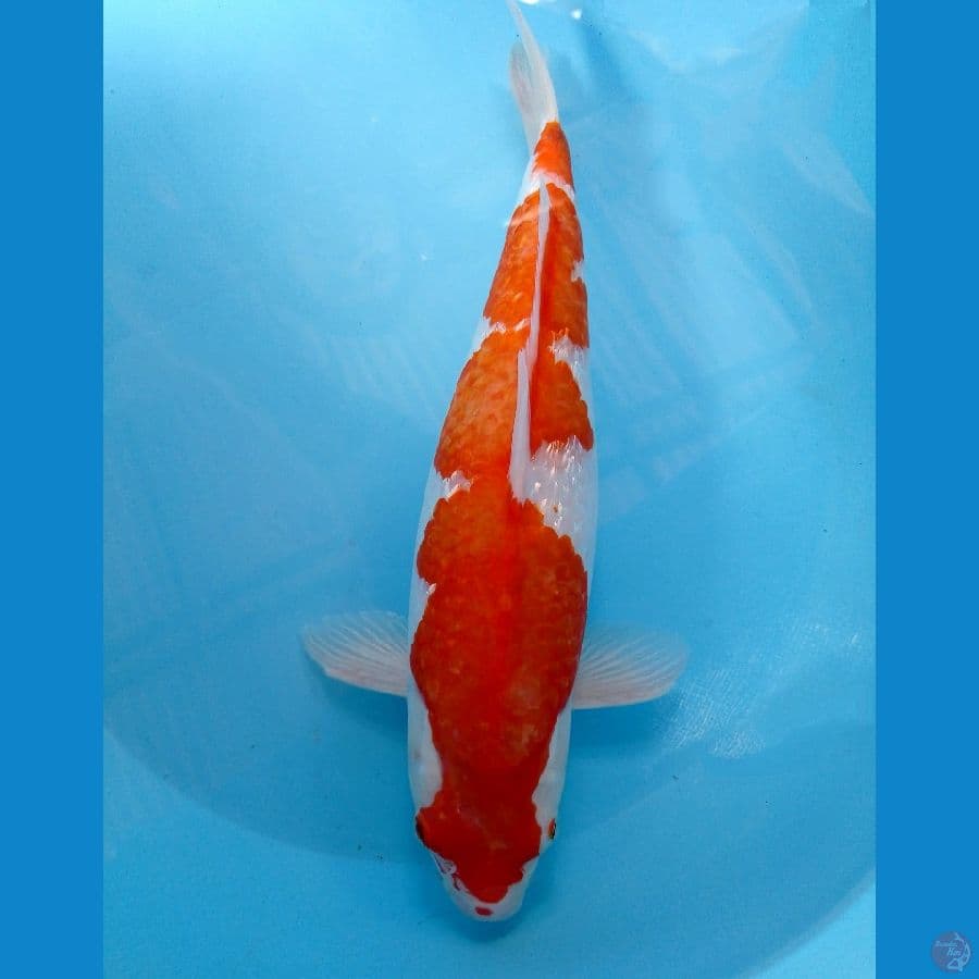kohaku ginrin 37cm