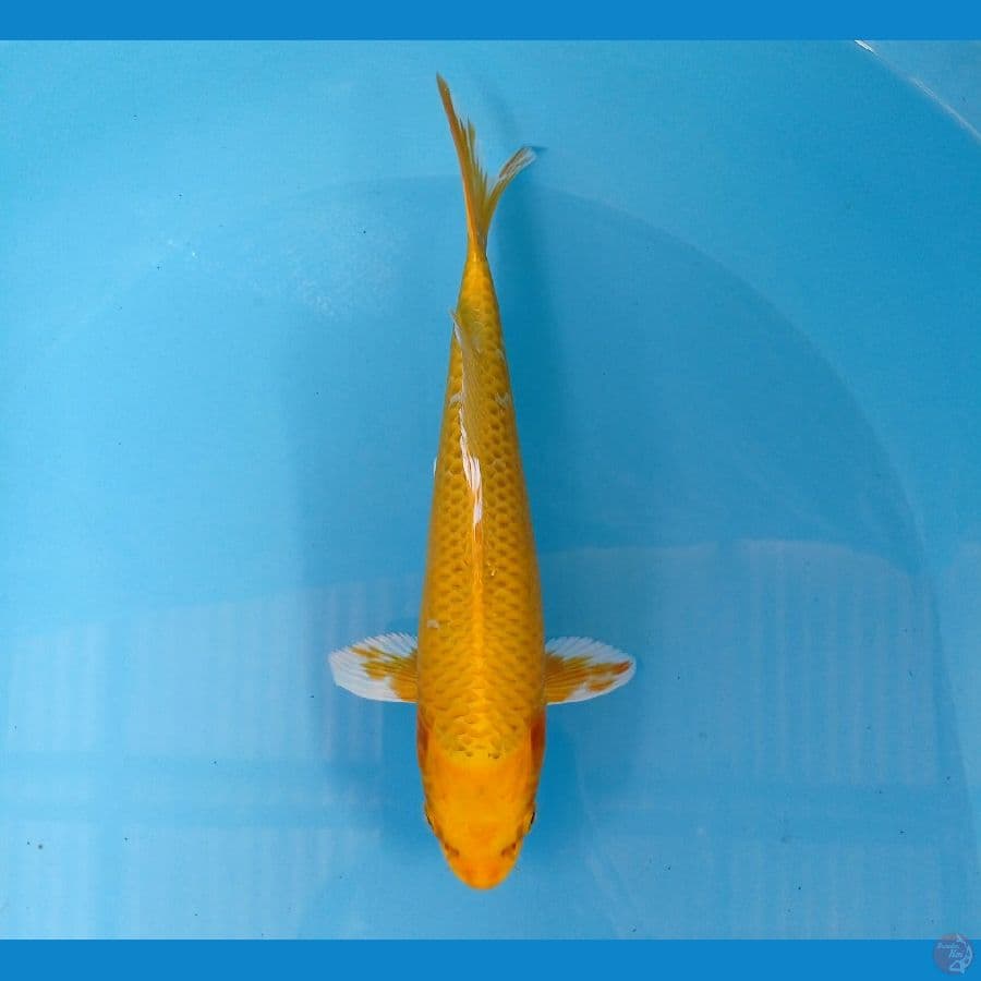 yamabuki 25cm