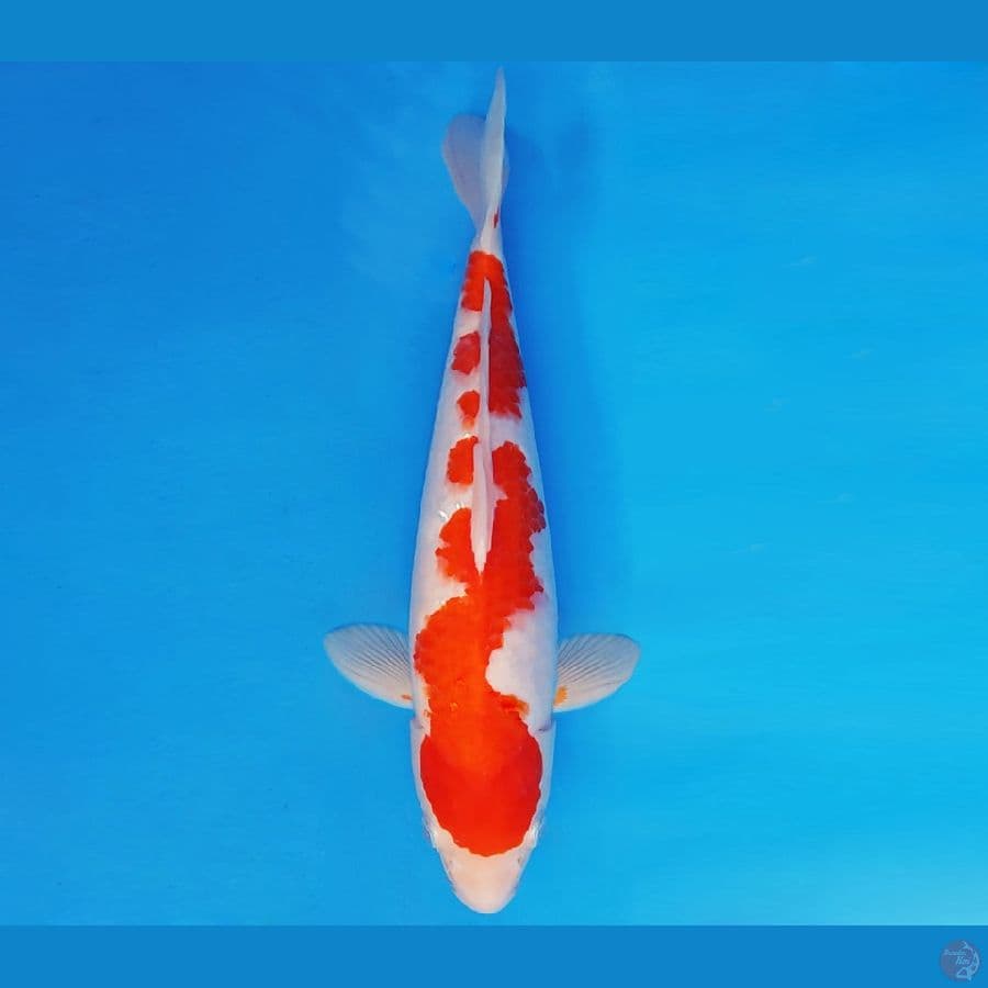 KENZEI 6 ~ KOHAKU 35 cm/fm ™