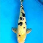 Bekko Ginrin 45 cm