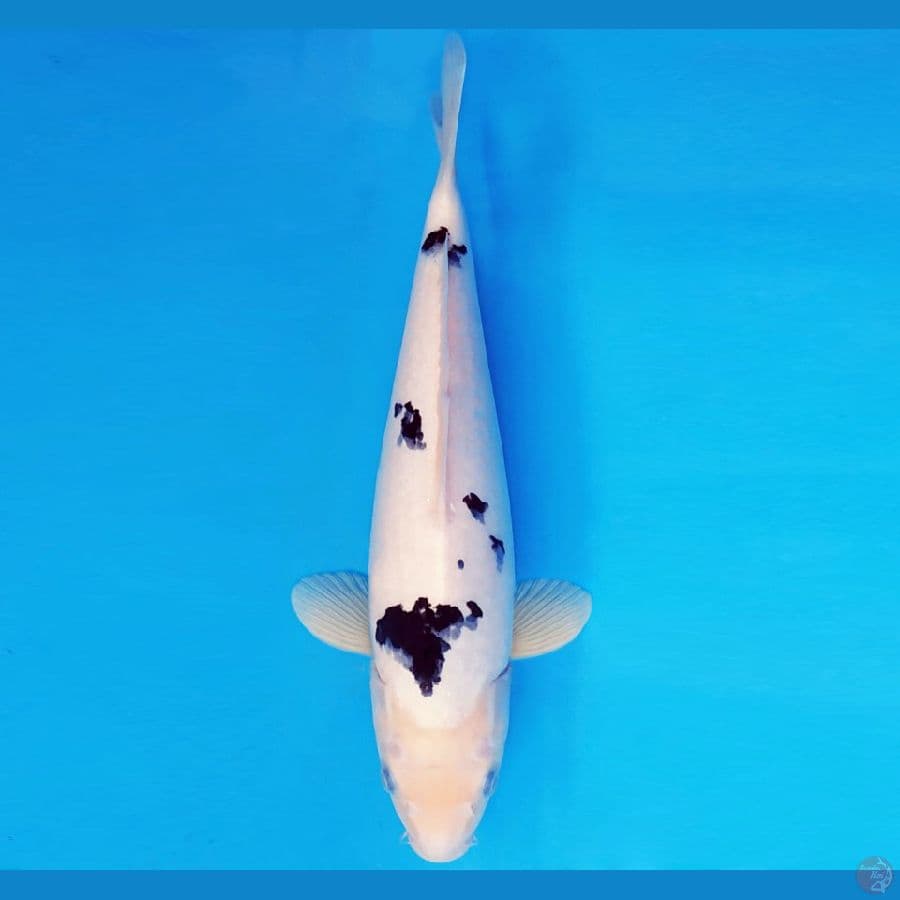 KENZEI 9 ~ BEKKO 31 cm/fm ™