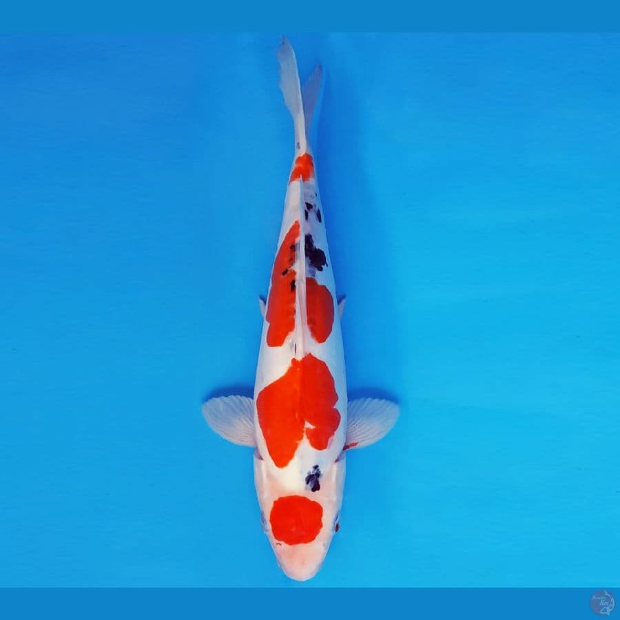 KENZEI 10 ~ MARUTEN SANKE DOITSU 34 cm/fm™