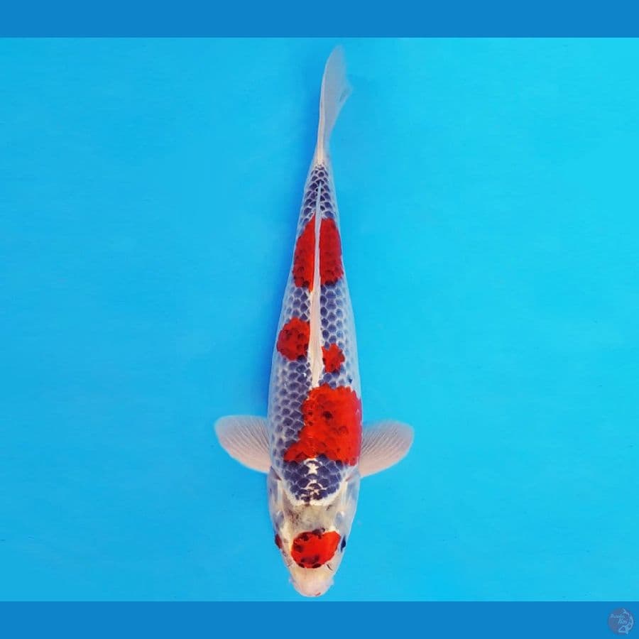 KENZEI 12 ~ MARUTEN GOSHIKI 33 cm/male ™