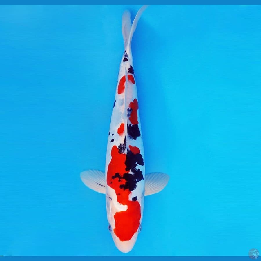 KENZEI 14 ~ SANKE DOITSU MURNI 30 cm/male ™