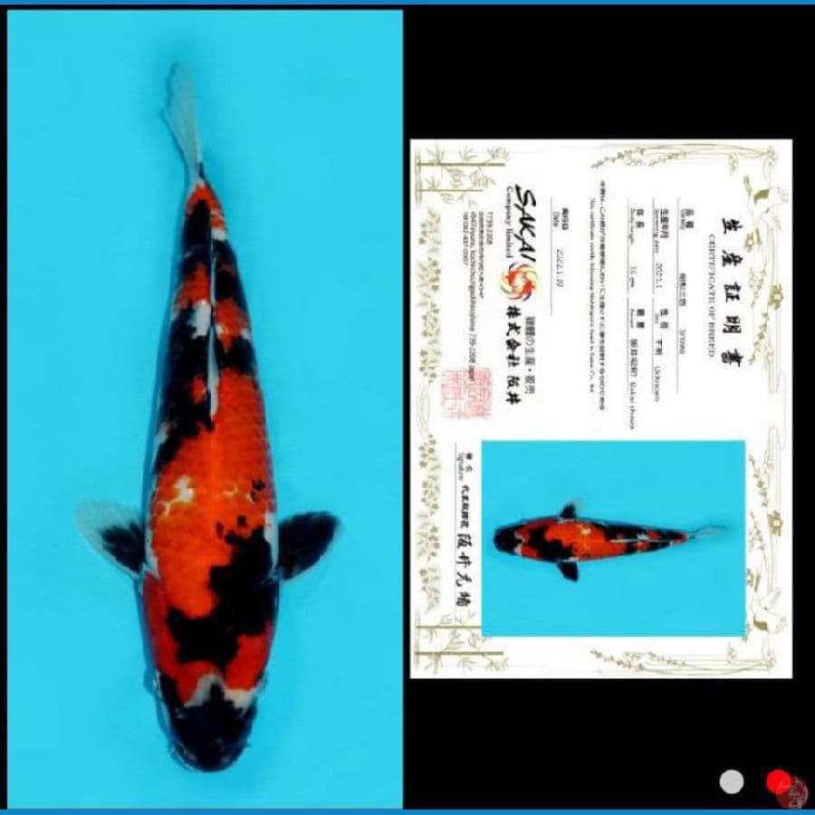 SHOWA SAKAI 37 CM