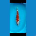 Kohaku 50cm