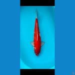 Kohaku 50cm
