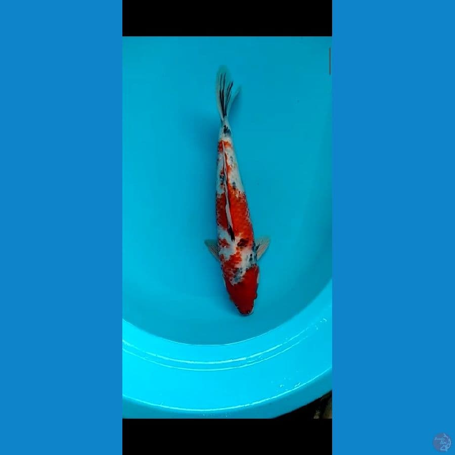 Spesial Kanoko Showa 40cm