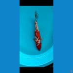 Spesial Kanoko Showa 40cm