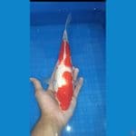 kuhaku 33 cm