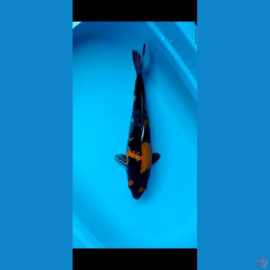 Hi Showa 42cm