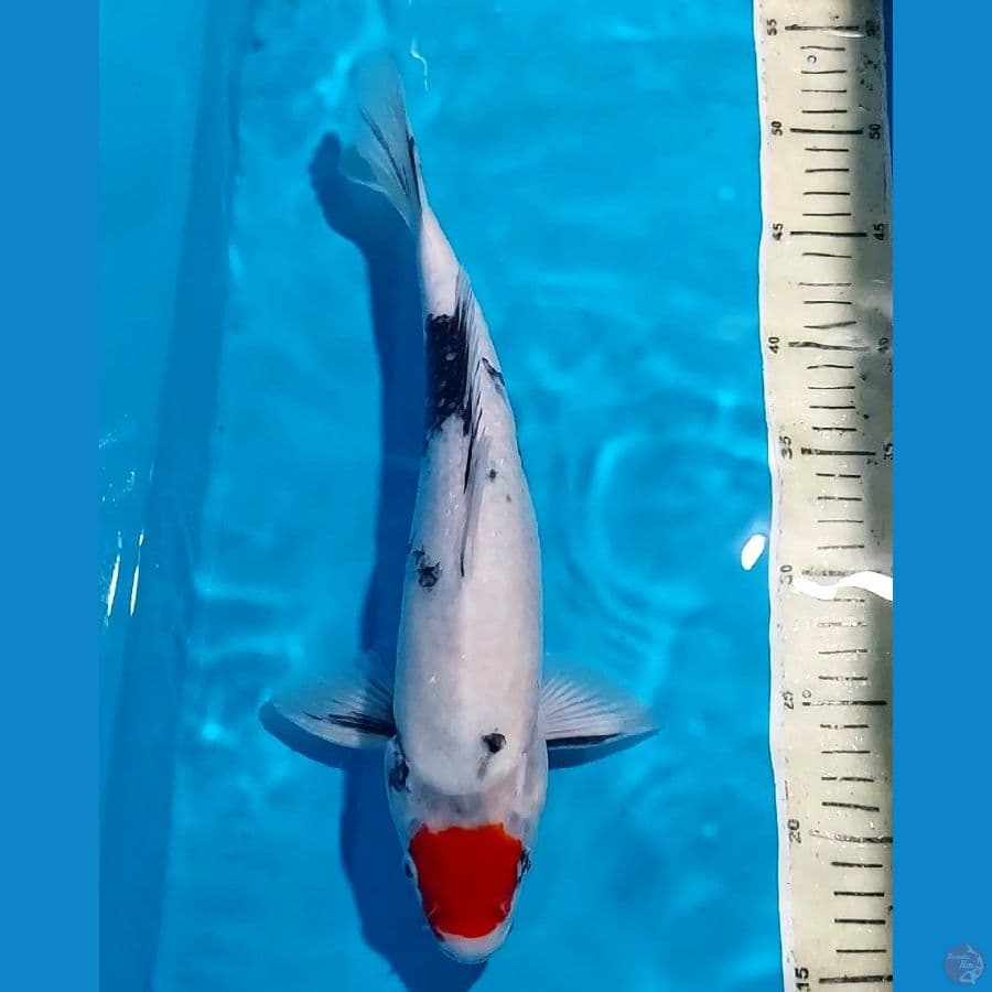 Tancho showa 35 cm