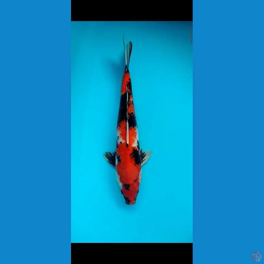 Showa Shanshoku Good Skin 42cm