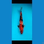 Showa Shanshoku Good Skin 42cm
