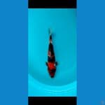 Showa Sanshoku Finish Skin 32cm
