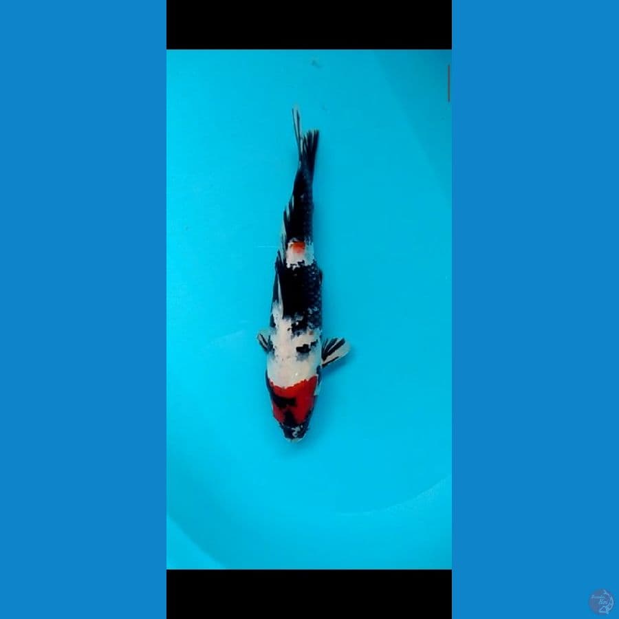 Tancho Showa 34cm