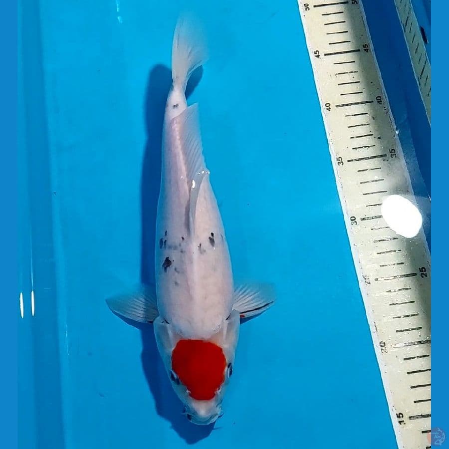 TANCHO SHOWA 30 CM