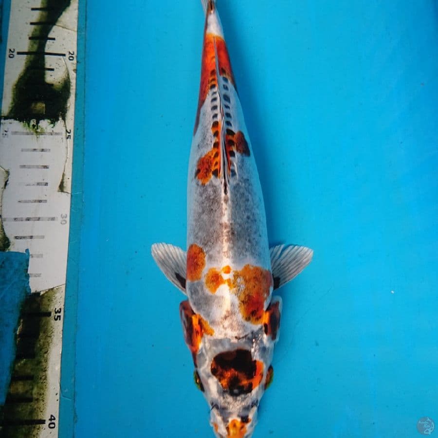 ANTIKAN KIKO 28 cm