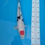 Tancho Sanke 40cm