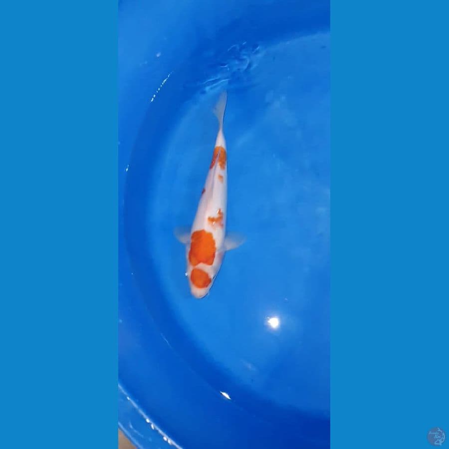 kohaku
