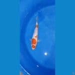 kohaku