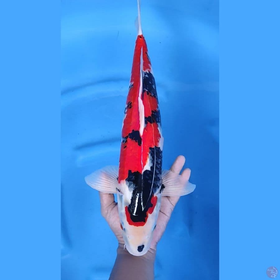 SHOWA RED DRAGON MALE # 45CM