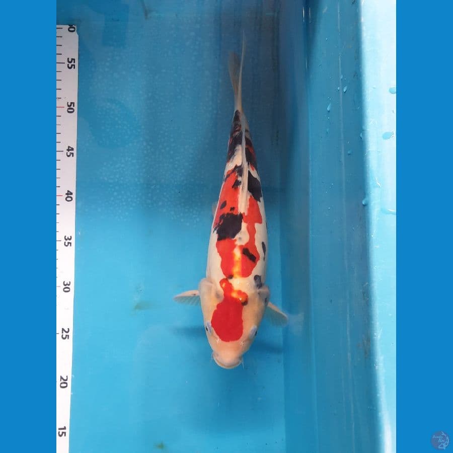 sanke doit 33cm male