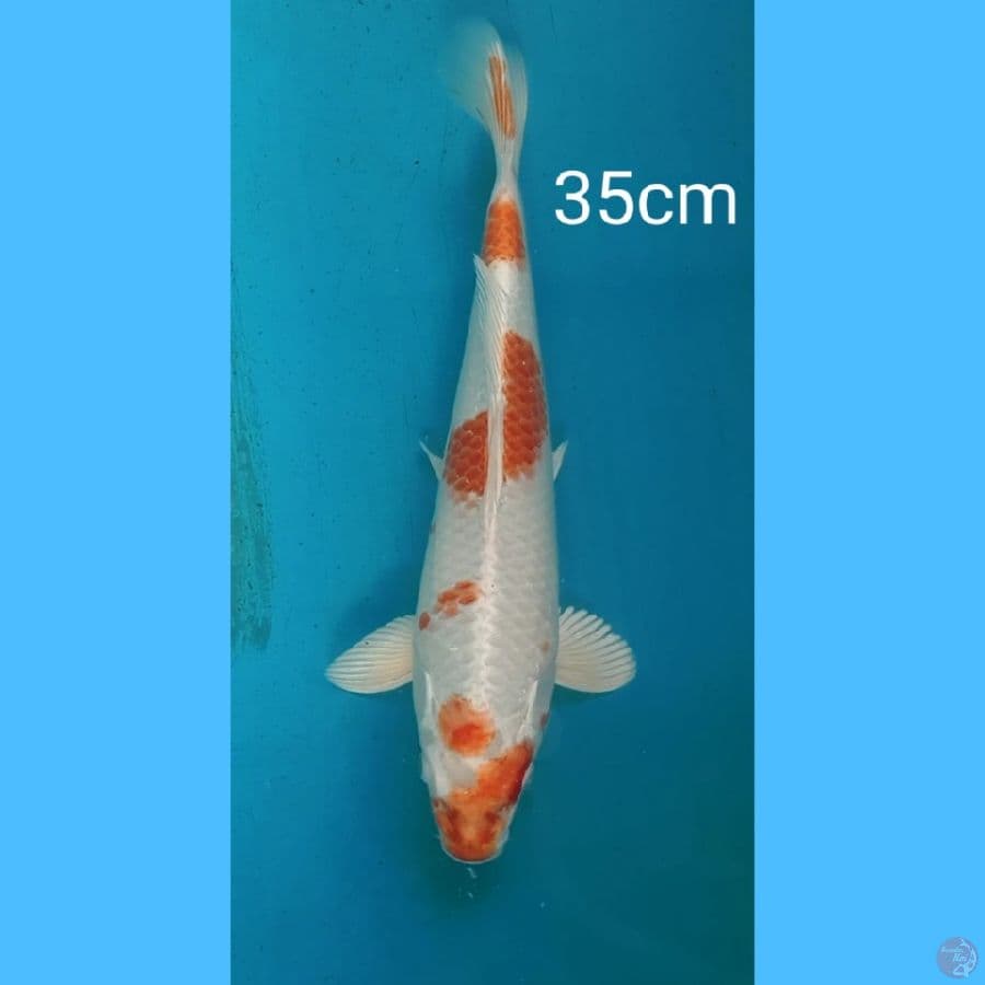 platinum kohaku 35cm