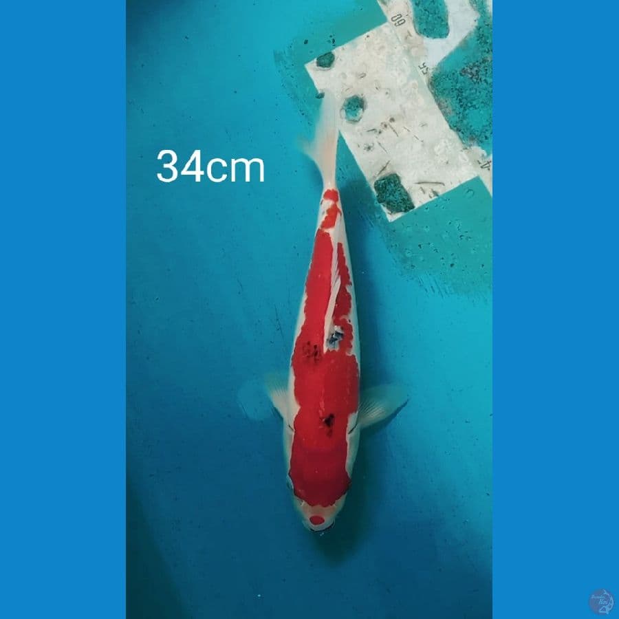 sanke 34cm
