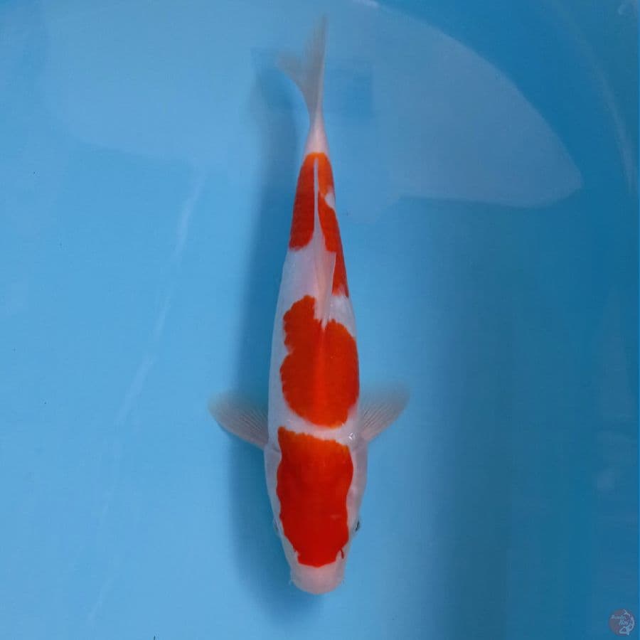 kohaku, 26 cm