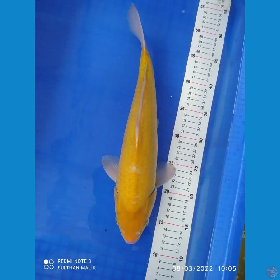 karasi 39 cm