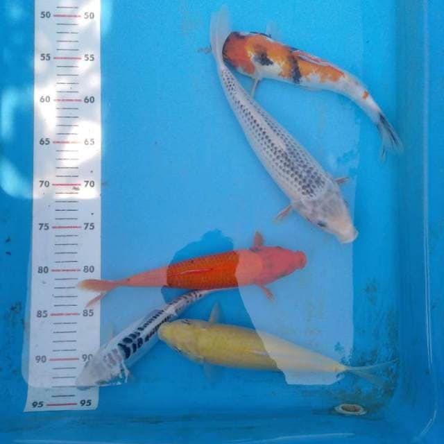 Mix