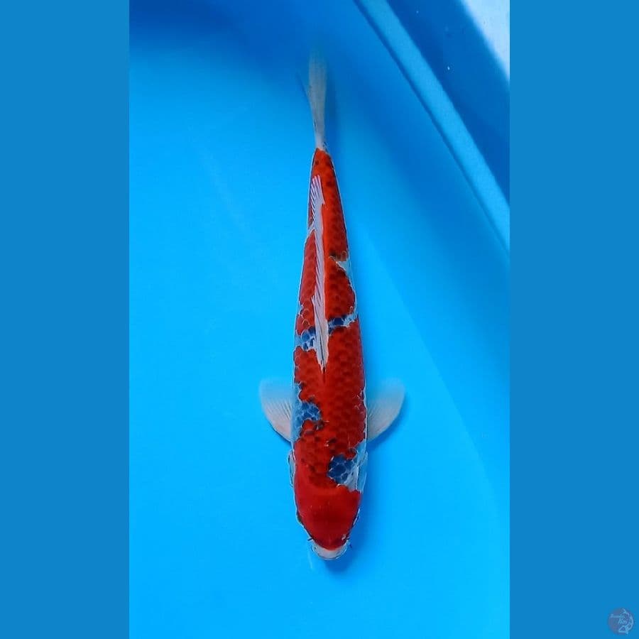 RED GOSHIKI