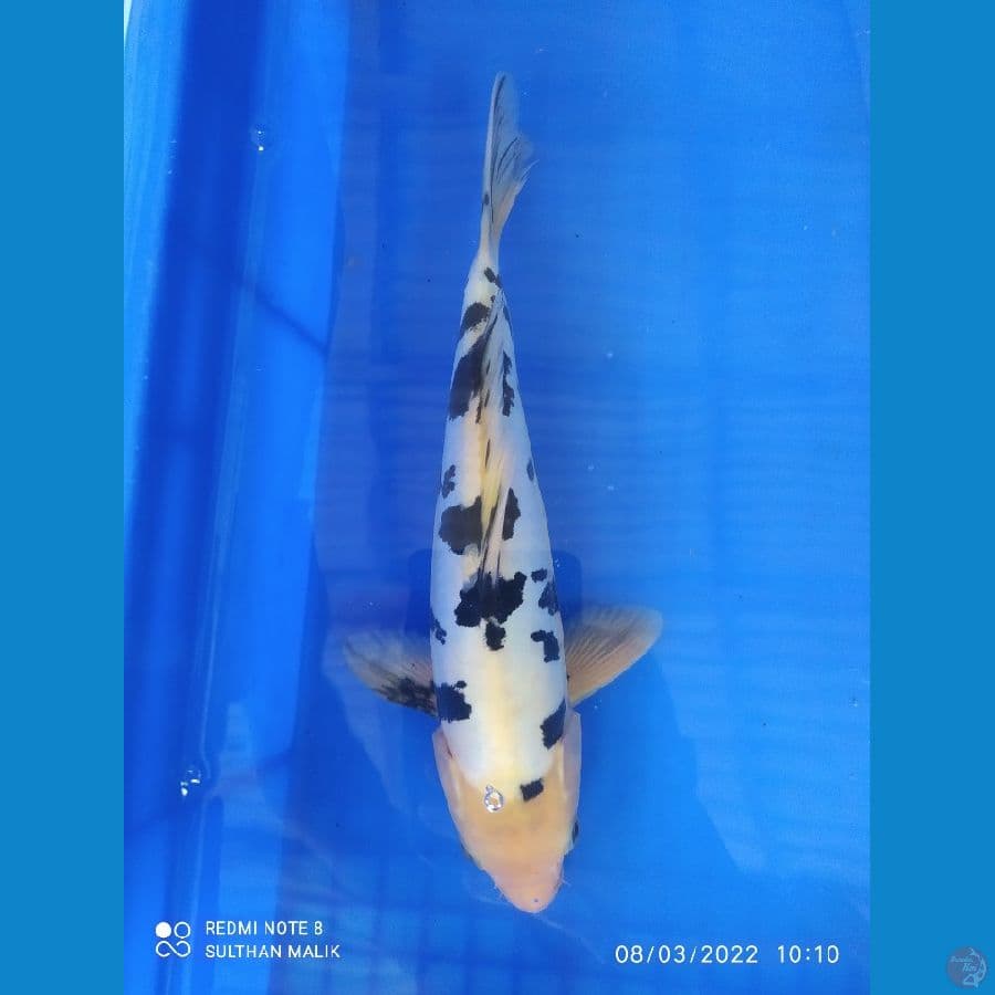 bekko doit 27 cm