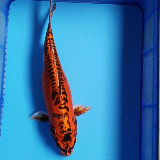 Beuty kiko 44cm